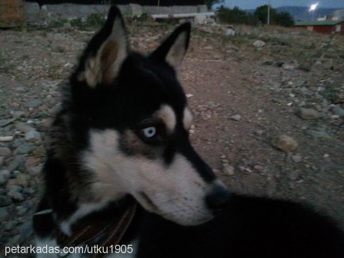 tyson Erkek Sibirya Kurdu (Husky)