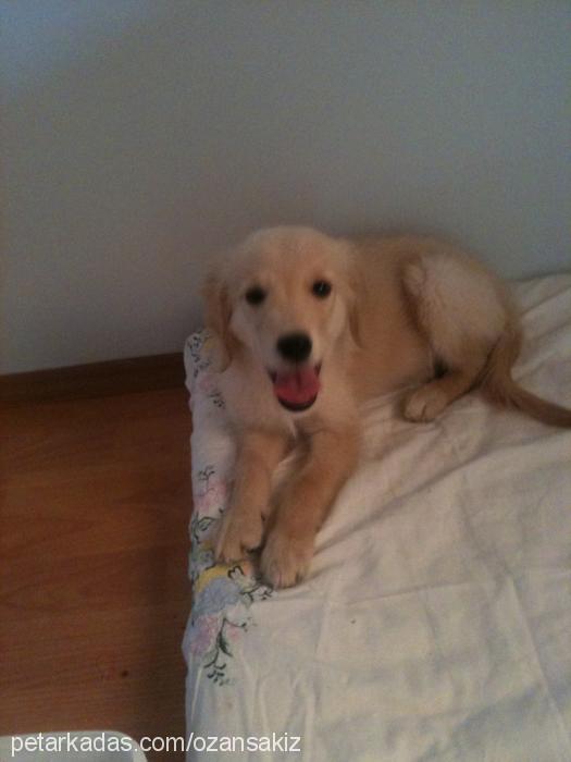 prenses Dişi Golden Retriever