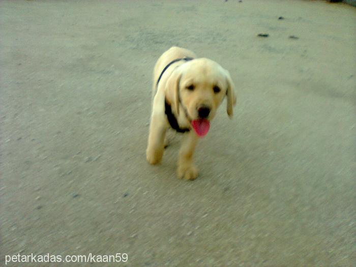 eva Dişi Labrador Retriever