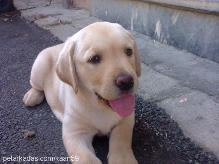 eva Dişi Labrador Retriever