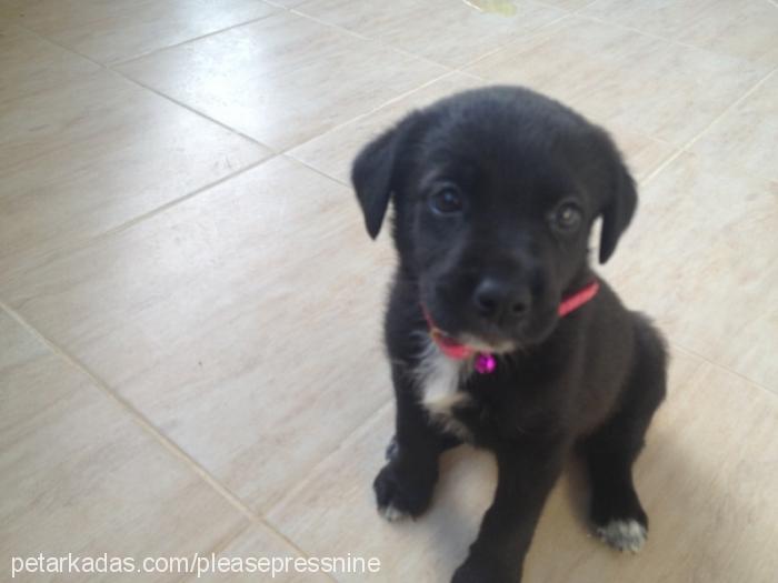 chelsea Dişi Labrador Retriever