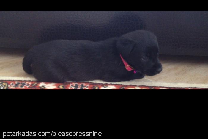 chelsea Dişi Labrador Retriever