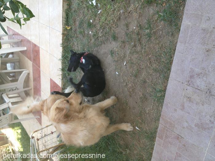 chelsea Dişi Labrador Retriever