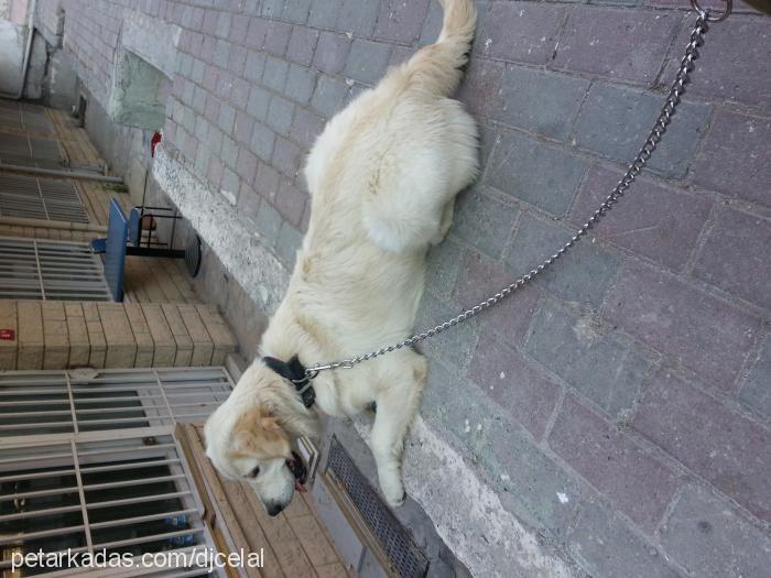 Şila Dişi Golden Retriever