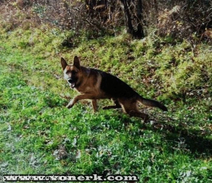 esko Erkek Alman Çoban Köpeği