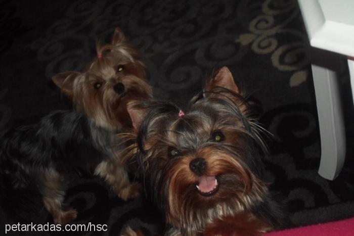 Şans Dişi Yorkshire Terrier