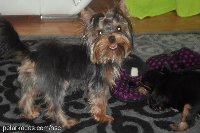 Şans Dişi Yorkshire Terrier