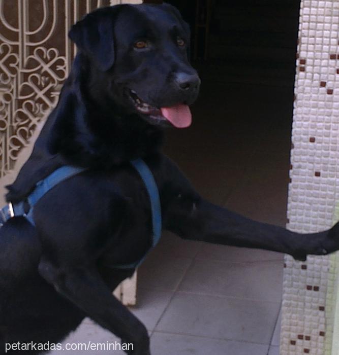 ateş Erkek Labrador Retriever