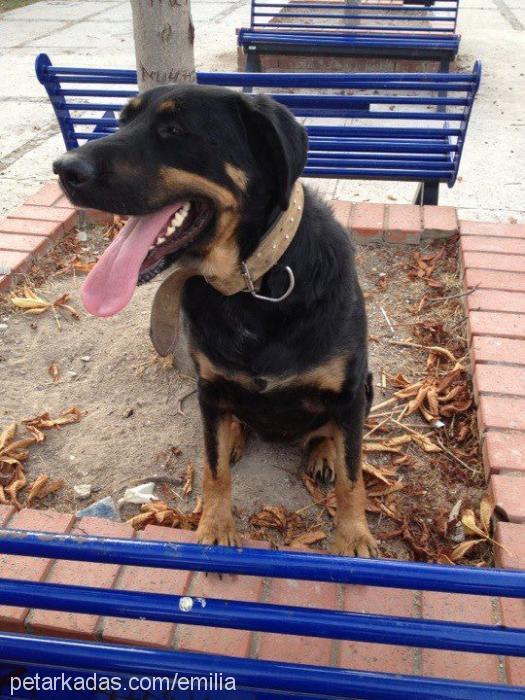 maya Dişi Rottweiler