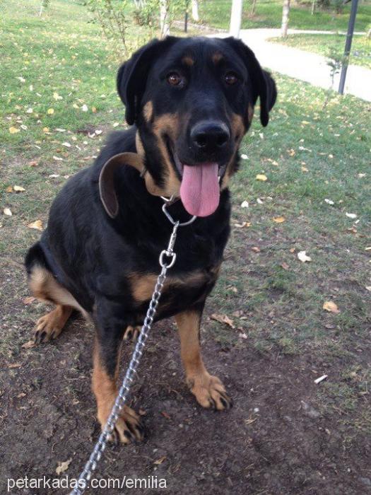 maya Dişi Rottweiler