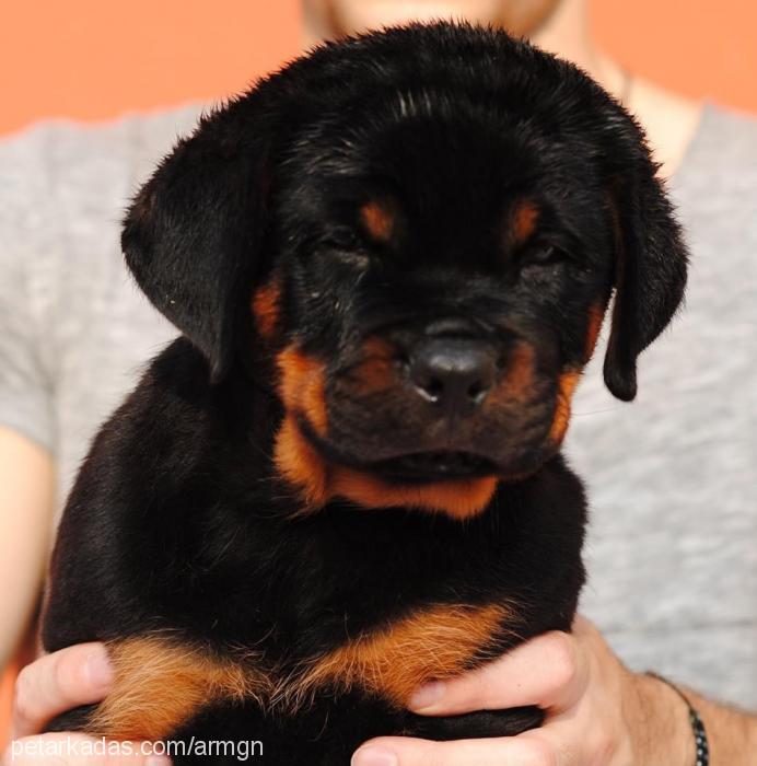 enzo Erkek Rottweiler