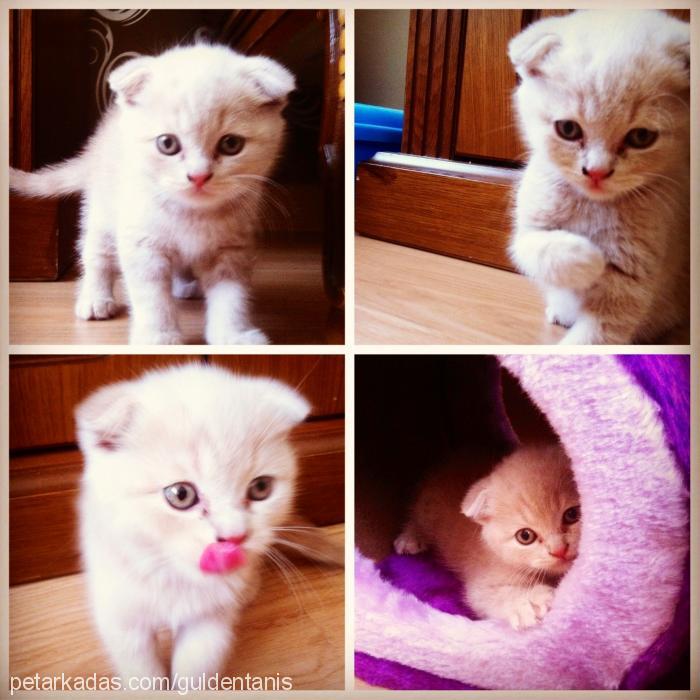 mırmır Erkek Scottish Fold