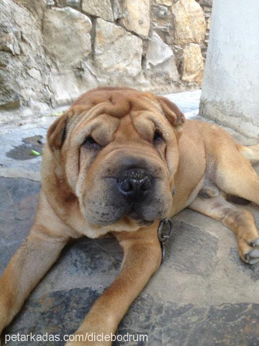 paşa Erkek Çin Shar-Pei