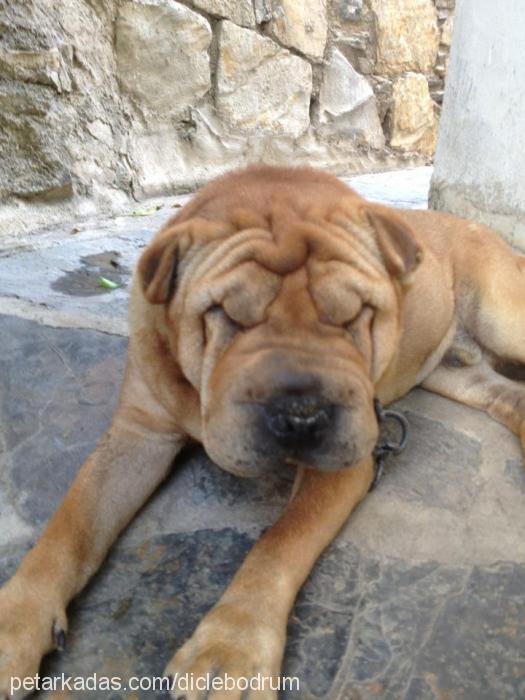 paşa Erkek Çin Shar-Pei