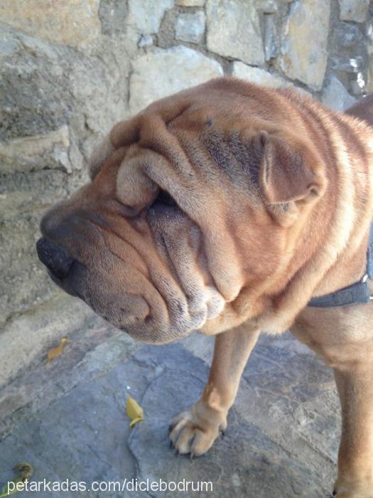 paşa Erkek Çin Shar-Pei