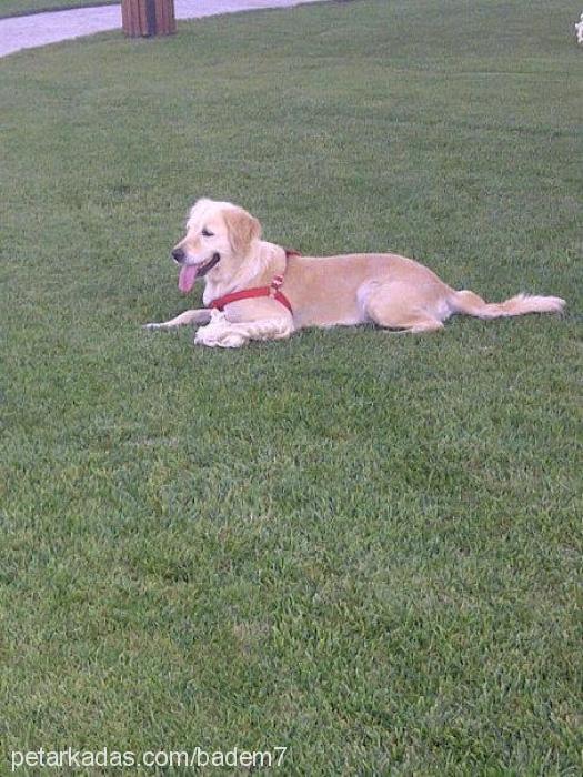 badem Dişi Golden Retriever