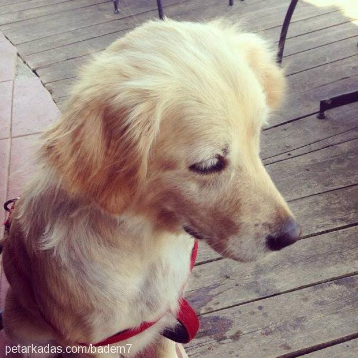 badem Dişi Golden Retriever