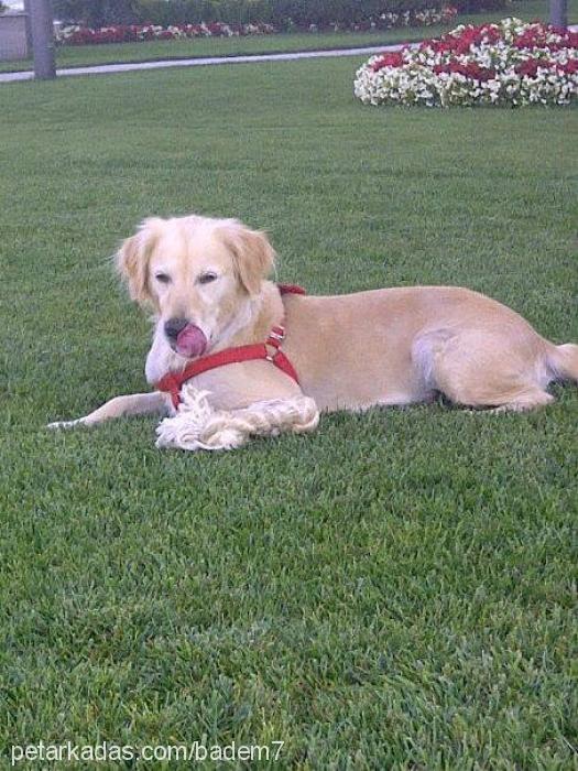 badem Dişi Golden Retriever