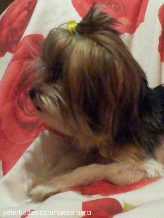 hayat Dişi Yorkshire Terrier