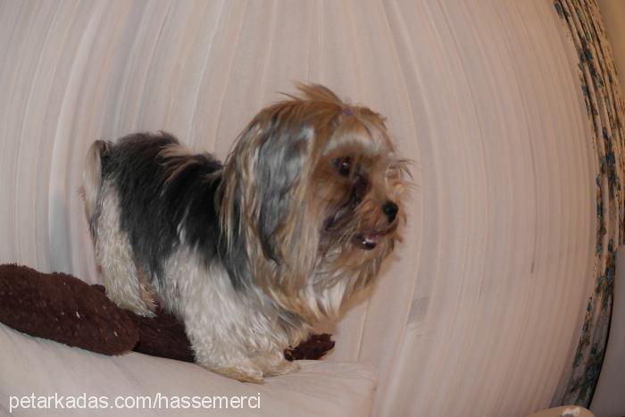 hayat Dişi Yorkshire Terrier