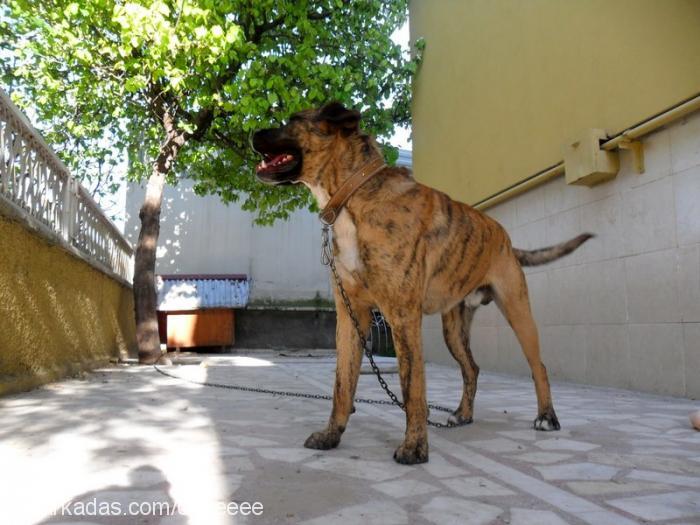 danger Erkek Cane Corso Italiano