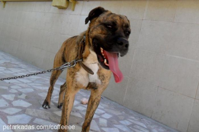 danger Erkek Cane Corso Italiano