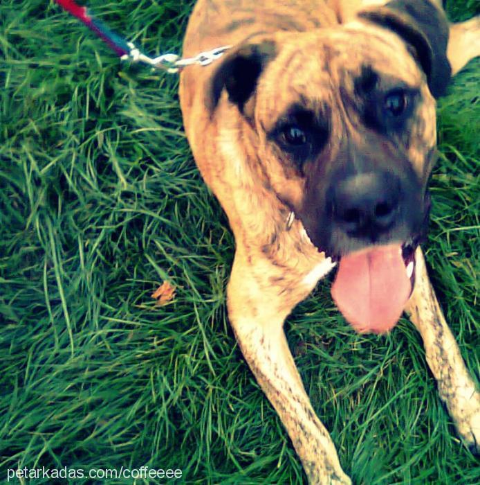 danger Erkek Cane Corso Italiano