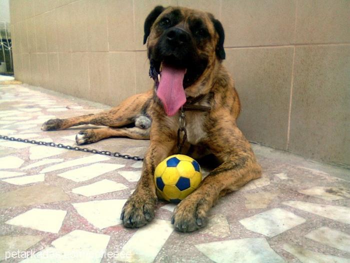 danger Erkek Cane Corso Italiano