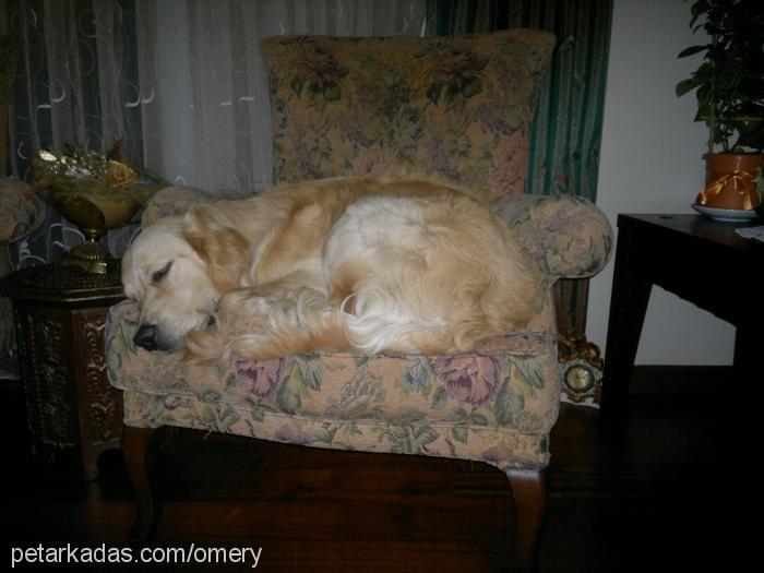 poyraz Erkek Golden Retriever