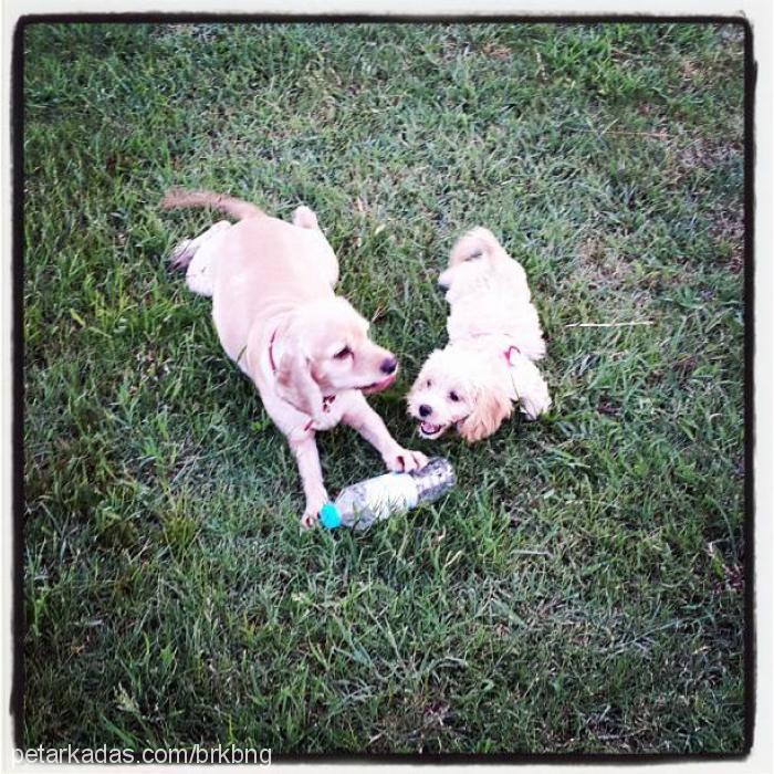 nixi Dişi Golden Retriever