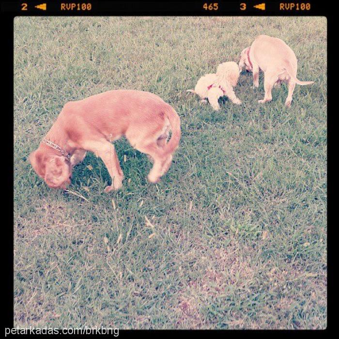 nixi Dişi Golden Retriever