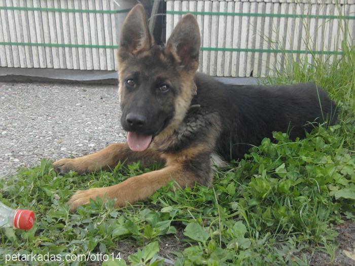 otto Erkek Alman Çoban Köpeği