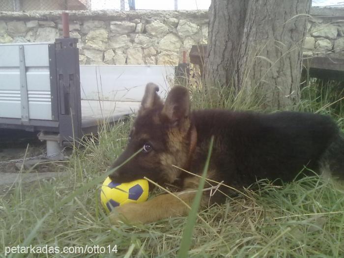 otto Erkek Alman Çoban Köpeği