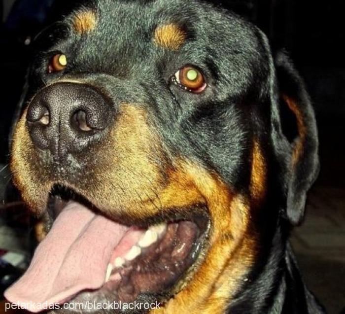 black Erkek Rottweiler