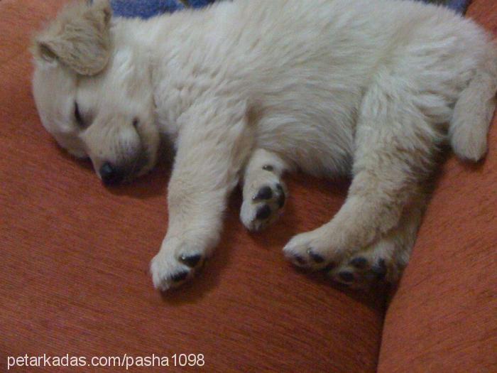 paşa Erkek Golden Retriever