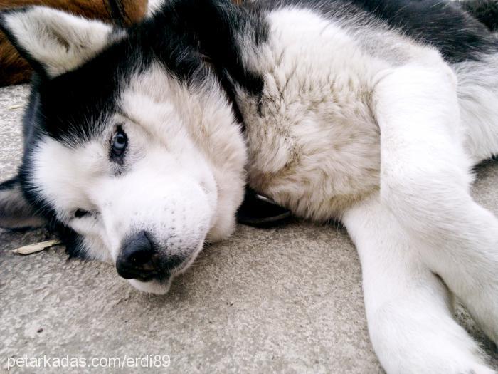 oscarkurt Erkek Sibirya Kurdu (Husky)