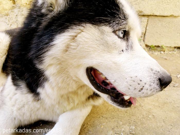 oscarkurt Erkek Sibirya Kurdu (Husky)