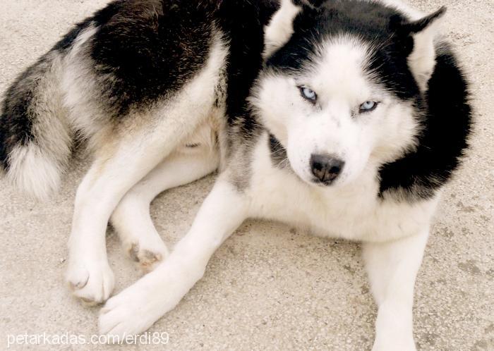 oscarkurt Erkek Sibirya Kurdu (Husky)