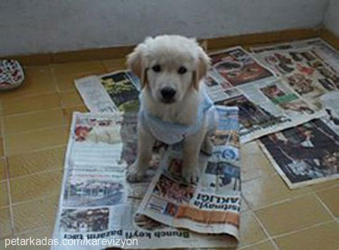 paşa Erkek Golden Retriever