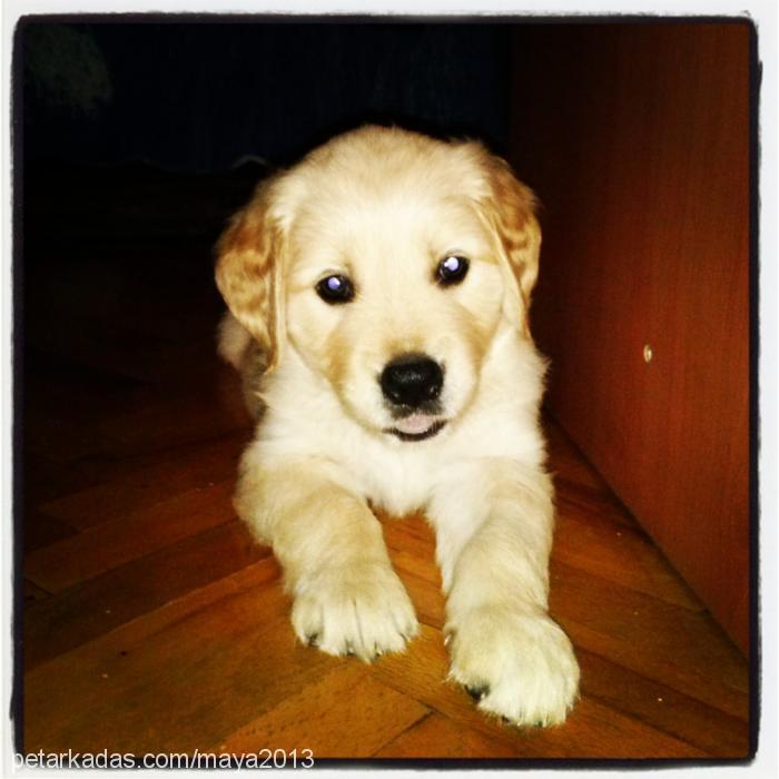 maya Dişi Golden Retriever