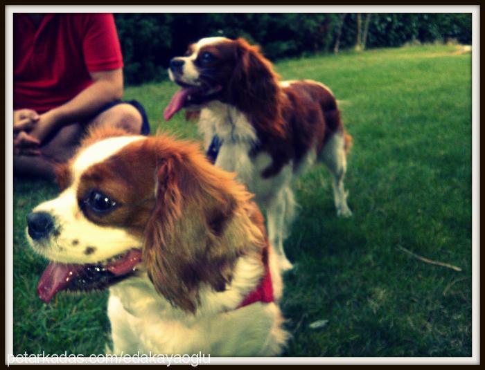 loya Dişi Cavalier King Charles Spanieli