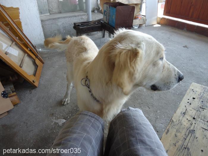 Şans Erkek Golden Retriever