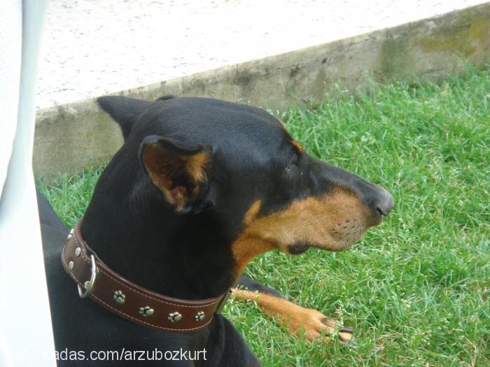 cesi Dişi Doberman Pinscher