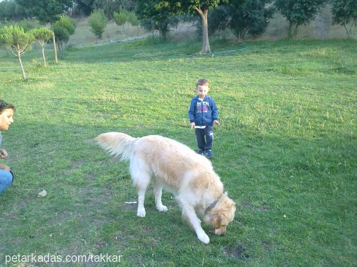 badem Dişi Golden Retriever