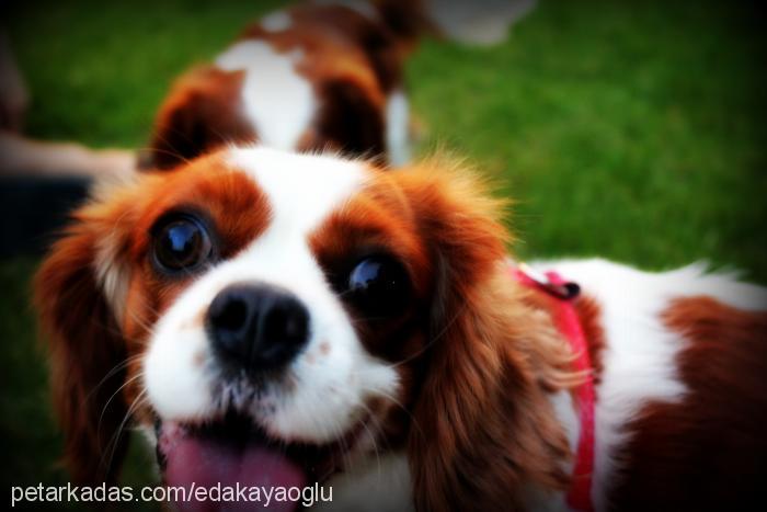 loya Dişi Cavalier King Charles Spanieli