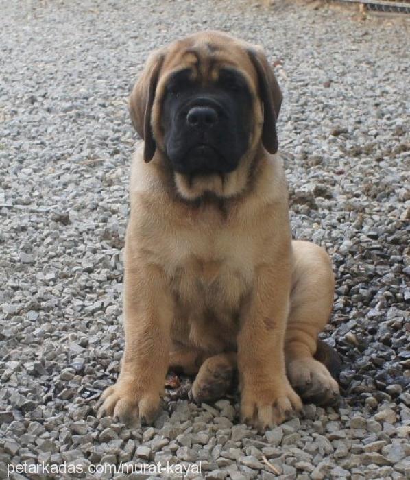 alex Erkek Mastiff