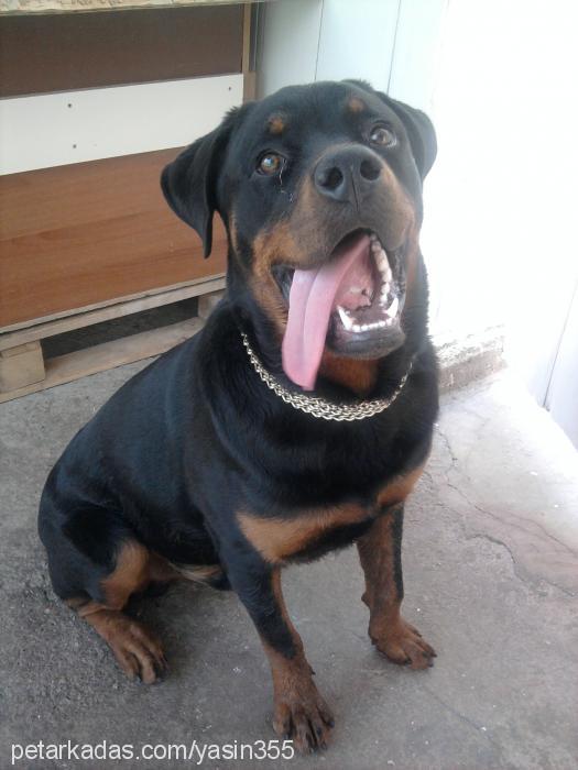 max Erkek Rottweiler