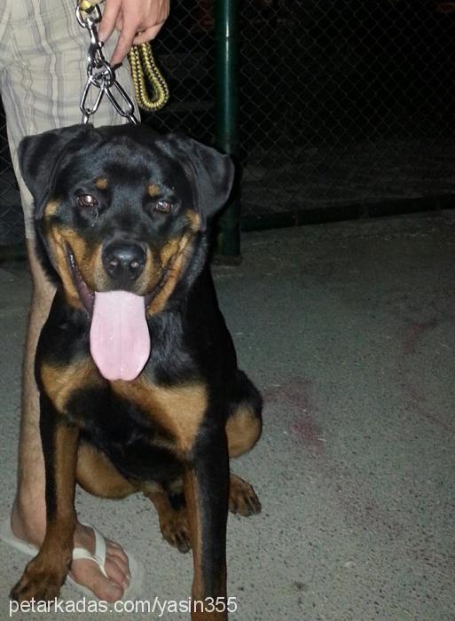 max Erkek Rottweiler