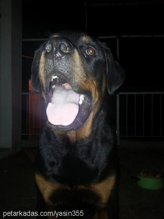 max Erkek Rottweiler