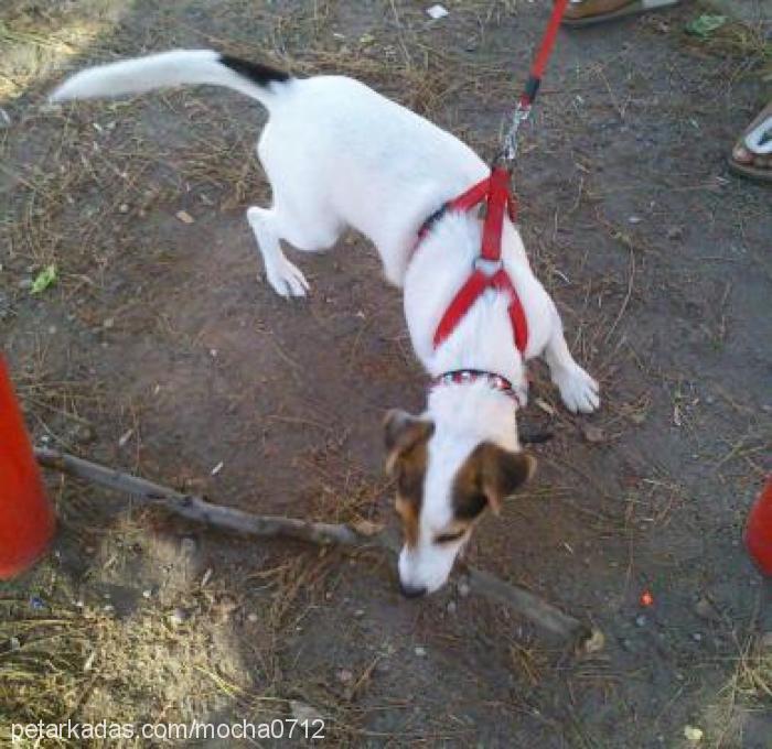 mocha Dişi Jack Russell Terrier